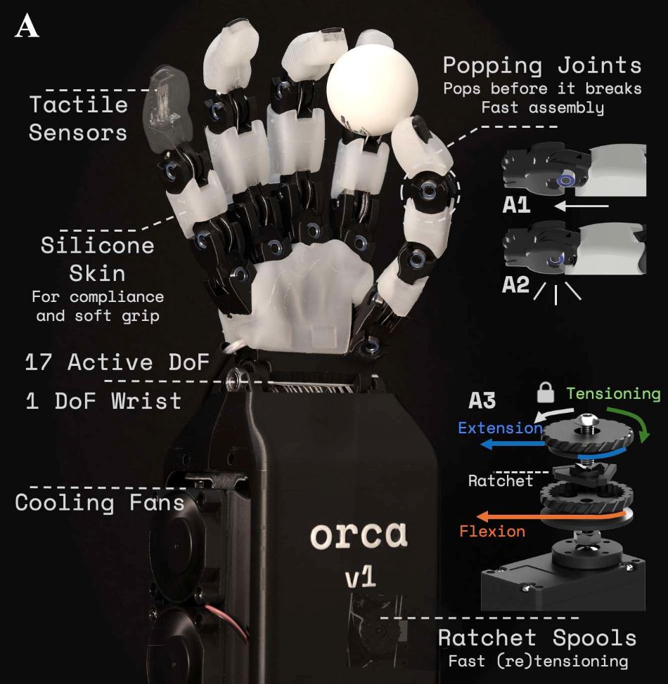Open Source ORCA Robot hand.